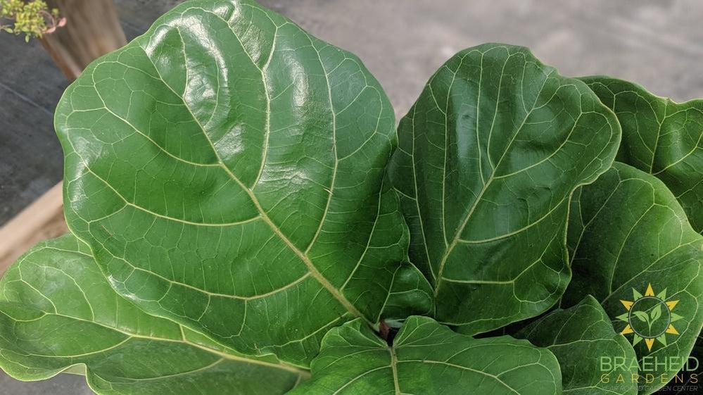 Large Fiddle Leaf Fig Bush - NO SHIP