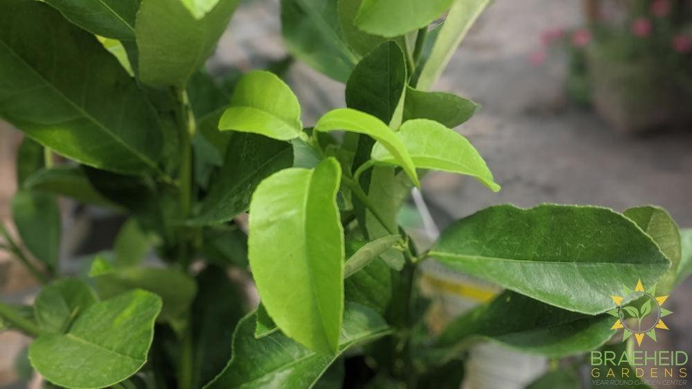 Meyer Lemon Citrus Plant - NO SHIP -