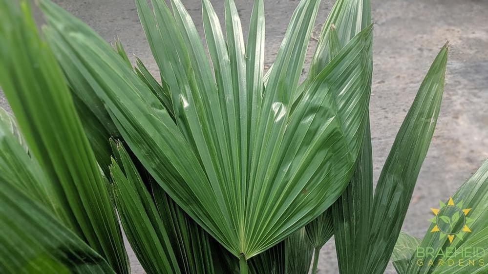 Large Chinese Fan Palm - NO SHIP