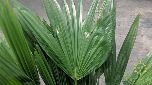 Large Chinese Fan Palm - NO SHIP