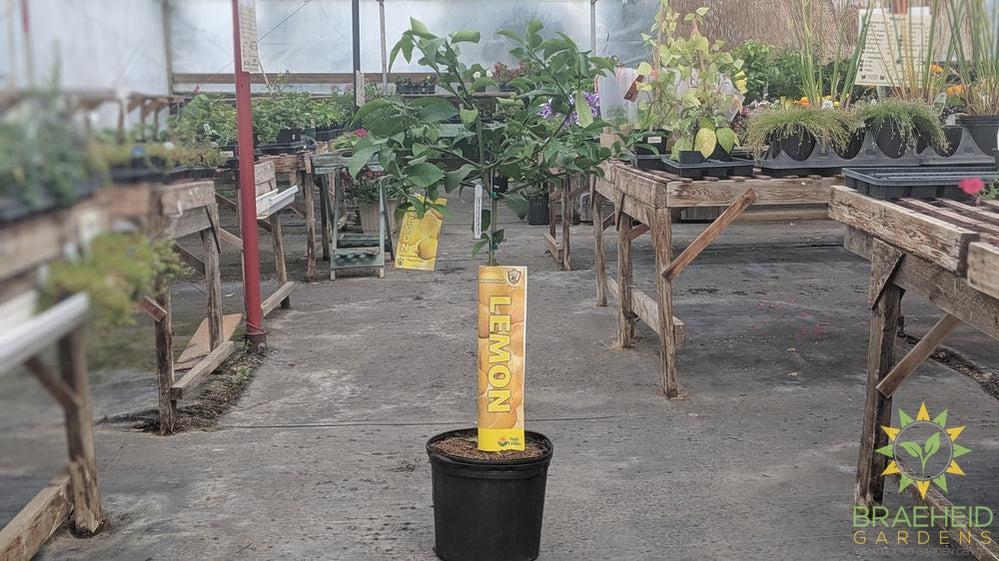 Meyer Lemon Citrus Tree - NO SHIP -