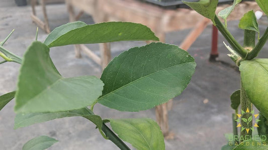 Meyer Lemon Citrus Tree - NO SHIP -