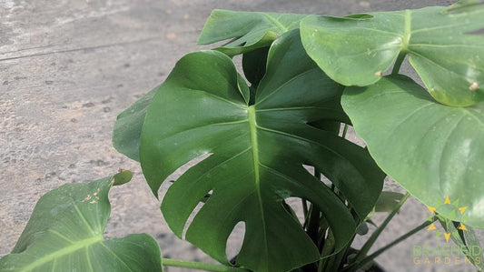 Buy split leaf philodendron Grande Prairie, Alberta