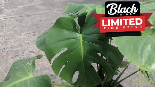 Buy split leaf philodendron Grande Prairie, Alberta