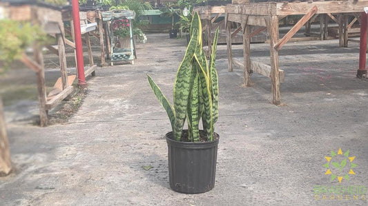 Buy yellow snake plant in Grande Prairie Alberta