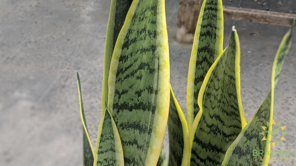 Buy Mother in law tongue in Grande prairie alberta