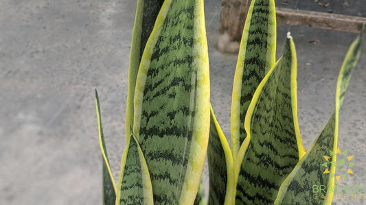 Buy Mother in law tongue in Grande prairie alberta