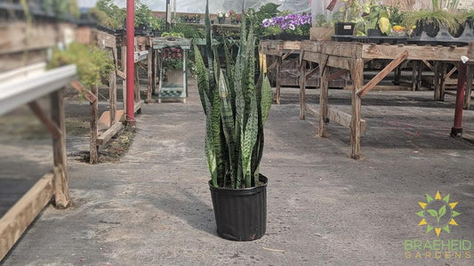 Large Sansevieria Snake Plant - NO SHIP -