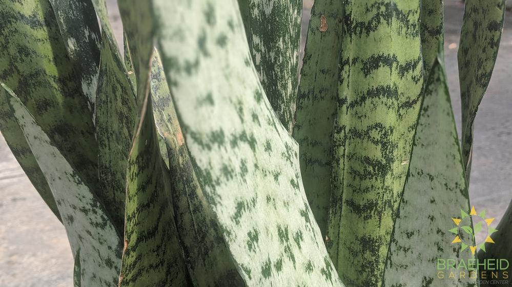 Large Sansevieria Snake Plant - NO SHIP -