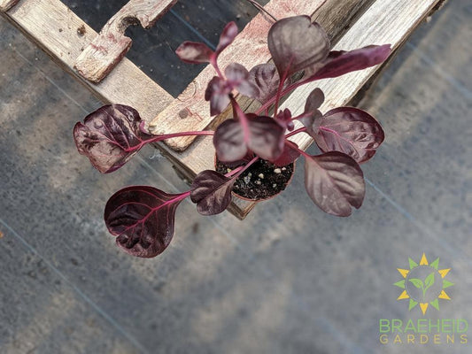 Bloodleaf plant