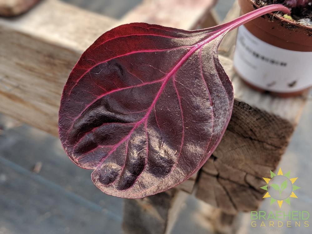 Bloodleaf plant