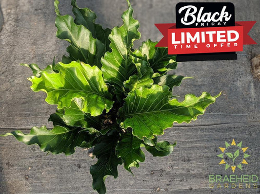 Large Anthurium Hookerii - NO SHIP