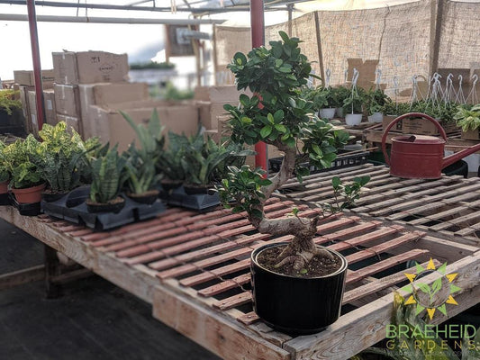 S Shaped Ficus Ginseng Bonsai - No Ship