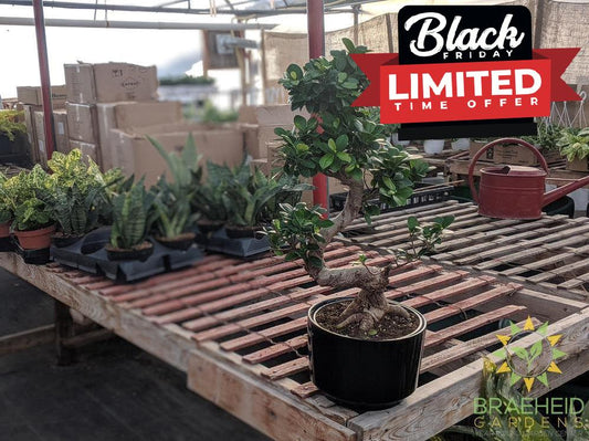 S Shaped Ficus Ginseng Bonsai - No Ship