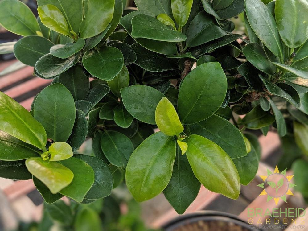 S Shaped Ficus Ginseng Bonsai - No Ship