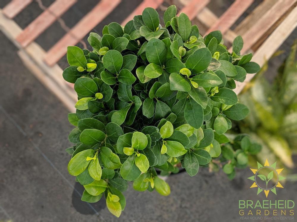 S Shaped Ficus Ginseng Bonsai - No Ship