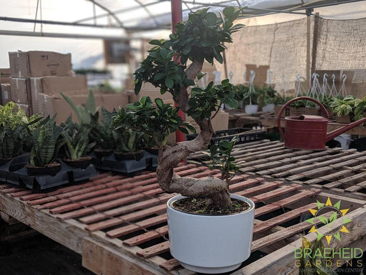 S Shaped Ficus Ginseng Bonsai - No Ship