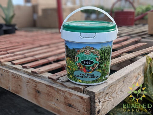 Shop Gaia Green kelp meal online in Canada