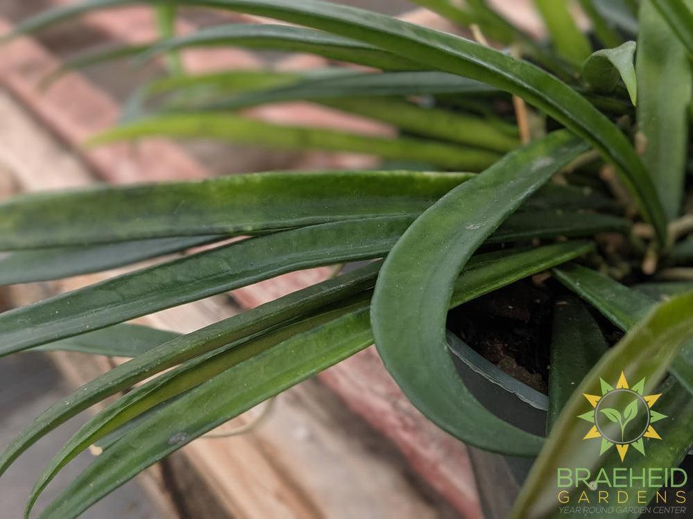 Hoya Shepherdii leaf - Buy online