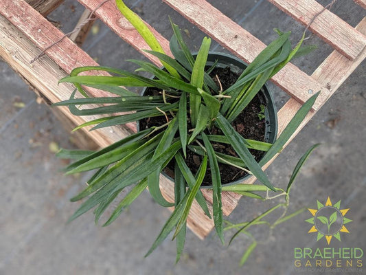 Hoya Longifolia plant in canada