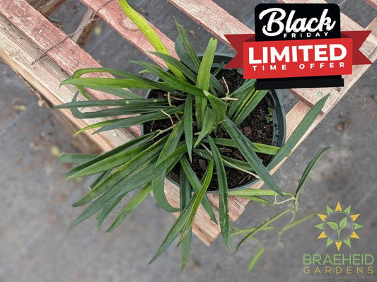 Hoya Longifolia plant in canada