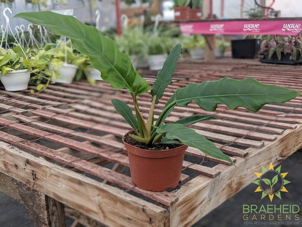 buy philodendron canada Buy Philodendron Narrow Green (Tiger tooth) online in Canada – Braeheid Gardens Ltd