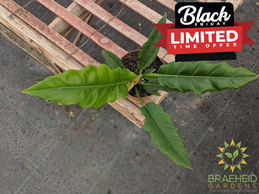 Philodendron Narrow Green (Tiger tooth)