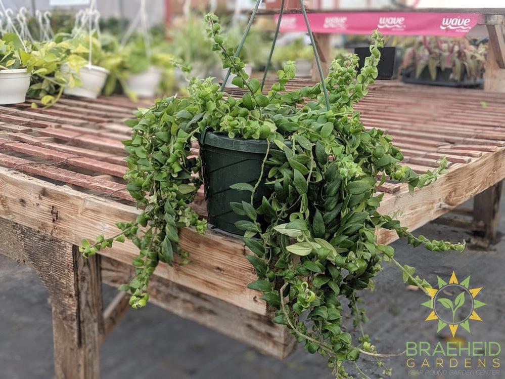 Curly Lipstick Hanging Basket