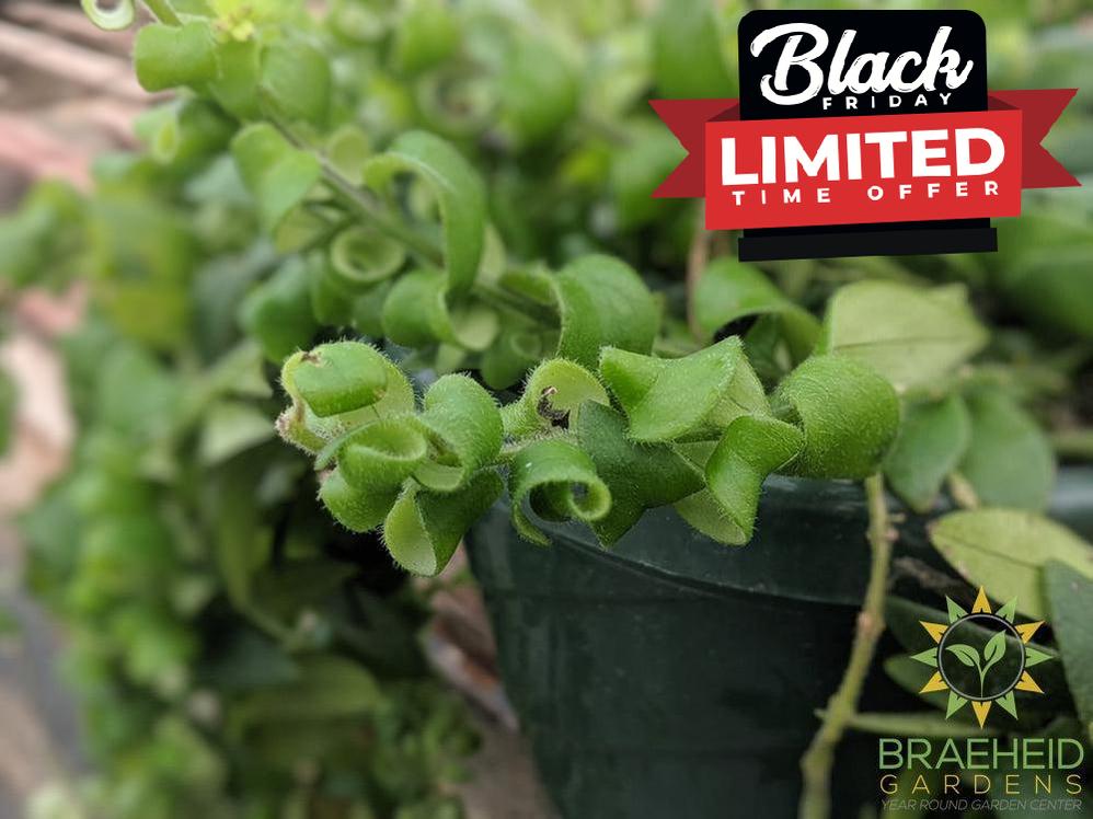 Curly Lipstick Hanging Basket