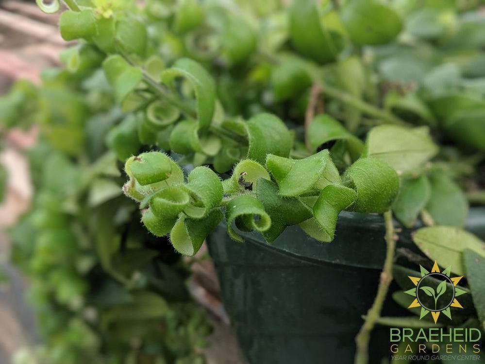 Curly Lipstick Hanging Basket