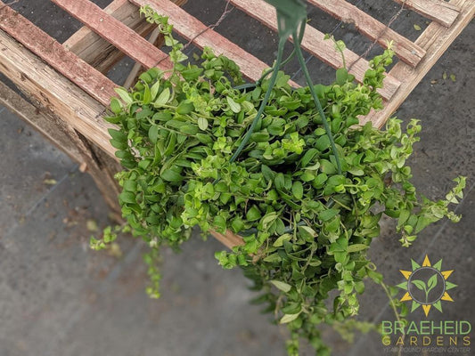Curly Lipstick Hanging Basket