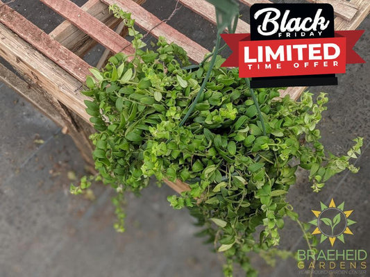 Curly Lipstick Hanging Basket