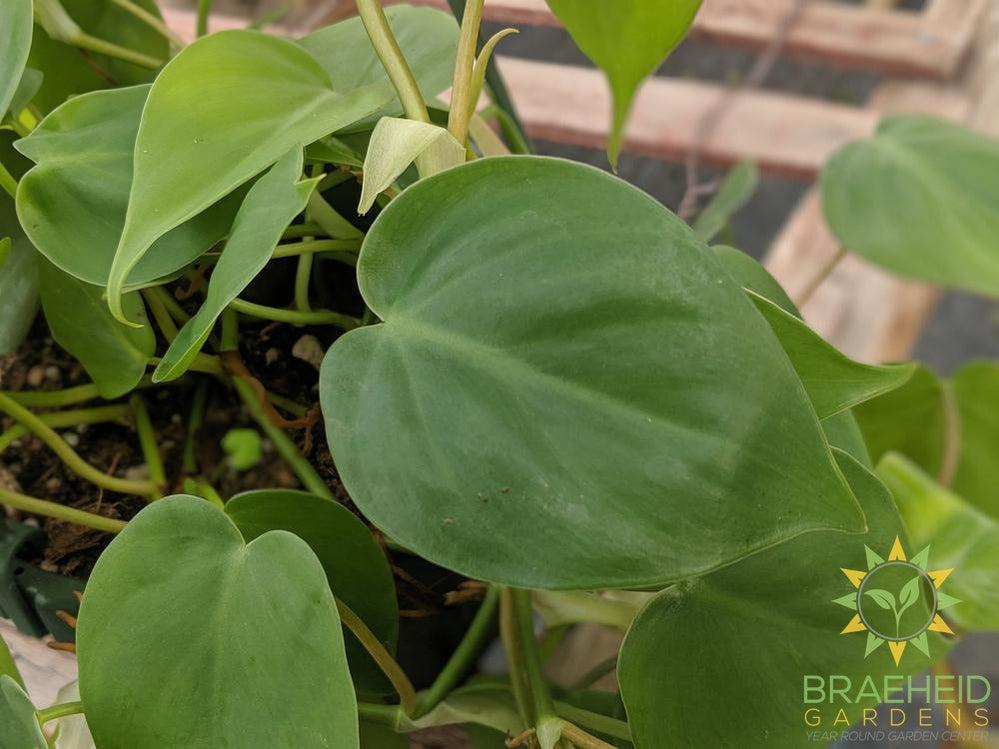 Heart Leaf Philodendron Hanging Basket