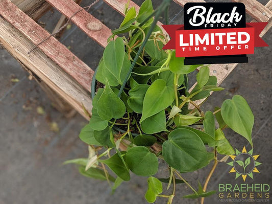 Heart Leaf Philodendron Hanging Basket