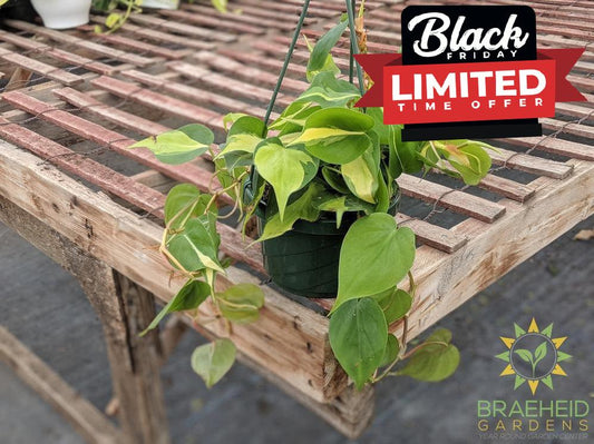 Order Brazil Philodendron plant Canada wide Shipping