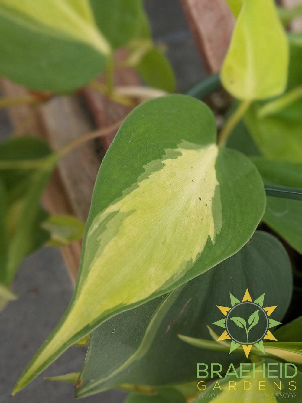 Brazil Philo leaf for sale