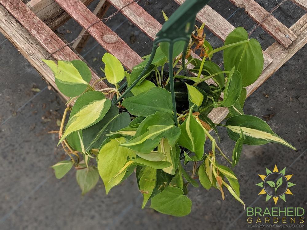 Brazil Cordatum plant Canada