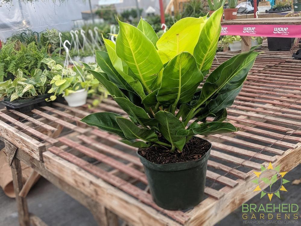 Large Moonlight Philodendron - NO SHIP