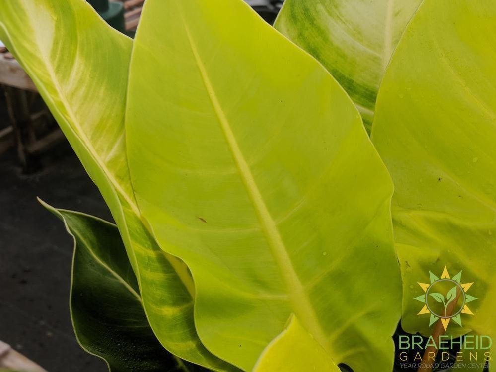 Large Moonlight Philodendron - NO SHIP