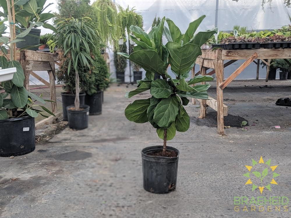 Large Fiddle Leaf Fig Tree - NO SHIP