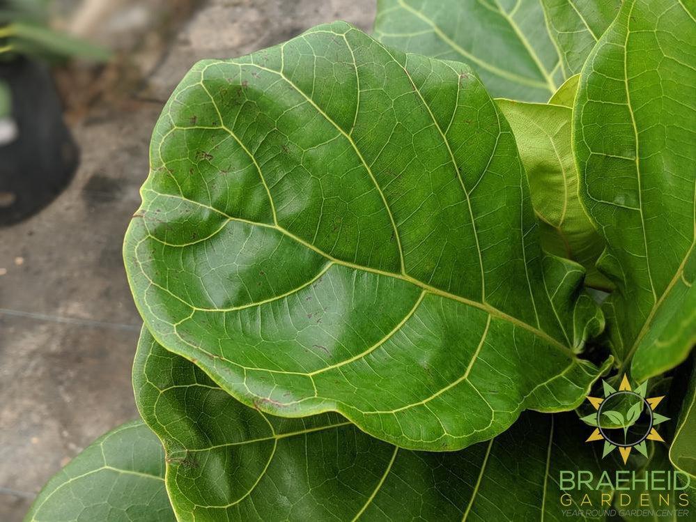 Large Fiddle Leaf Fig Tree - NO SHIP