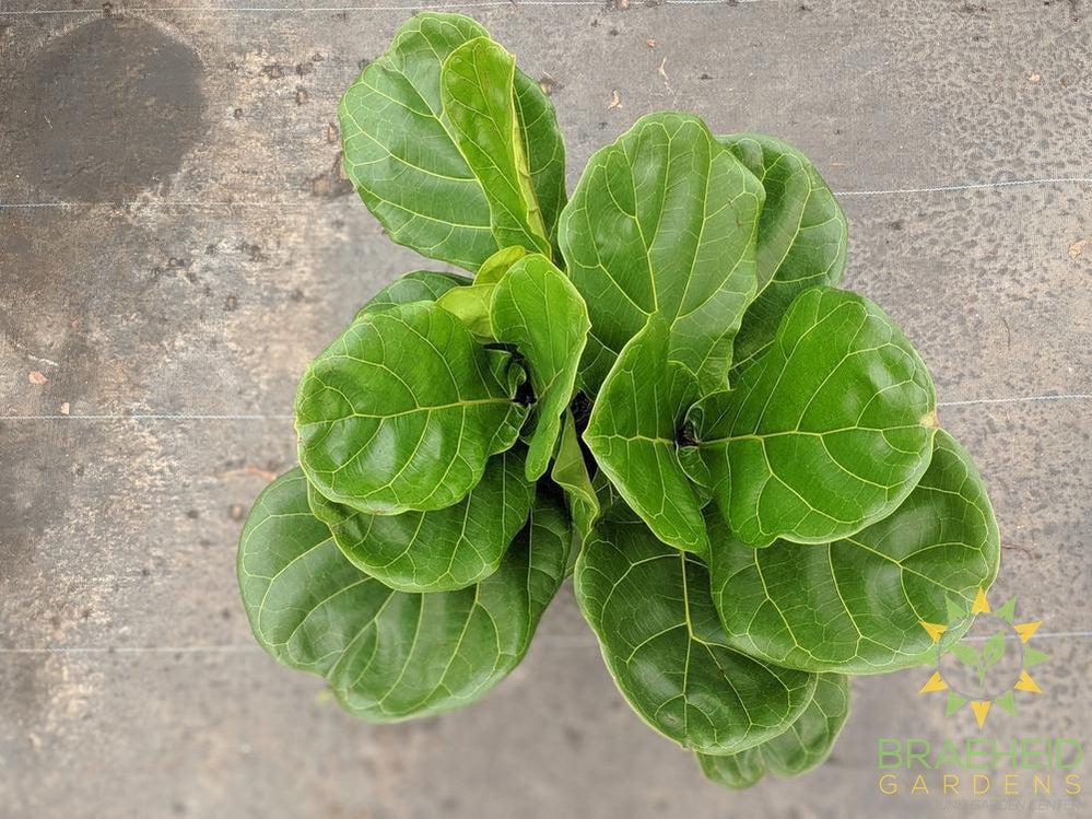 Large Fiddle Leaf Fig Tree - NO SHIP