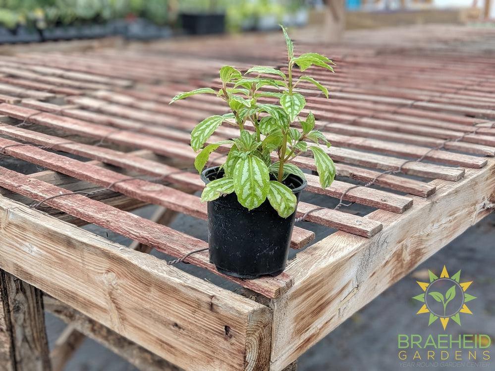 Pilea Cadierei (Aluminum Plant)