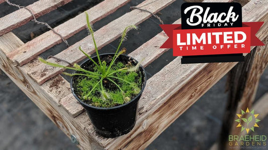 Sundew - Drosera Capensis Sp.