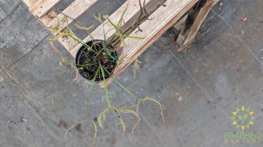 Sundew - Drosera Dichotoma Giant