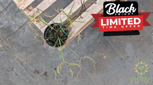 Sundew - Drosera Dichotoma Giant