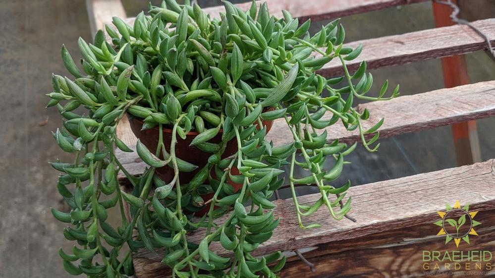 String of Beans