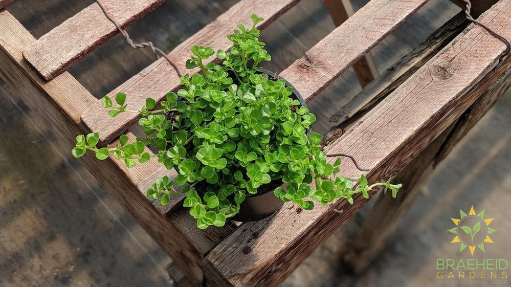 pilea glaucophylla plant for sale in canada