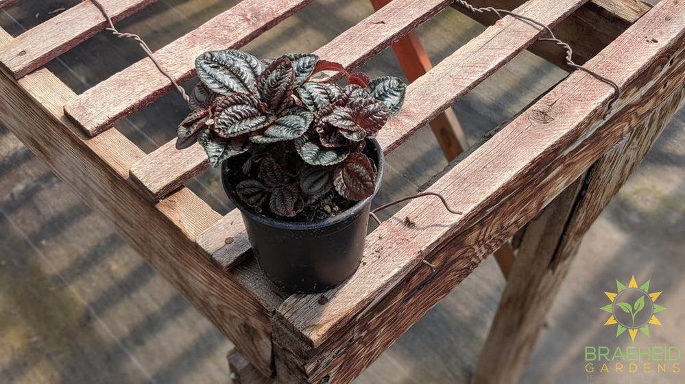 Pilea Norfolk