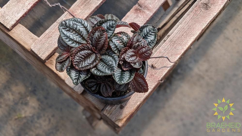 Pilea Norfolk